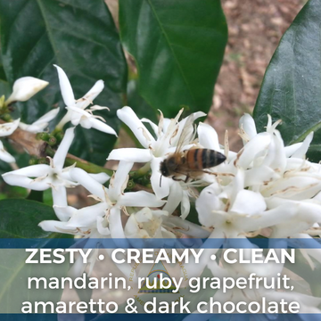 Nicaragua Nueva Segovia Finca San Rafael